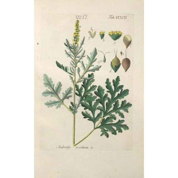 Botanical Manual Painting Pl87 - Christian Schkuhr — framed artwork on a wall