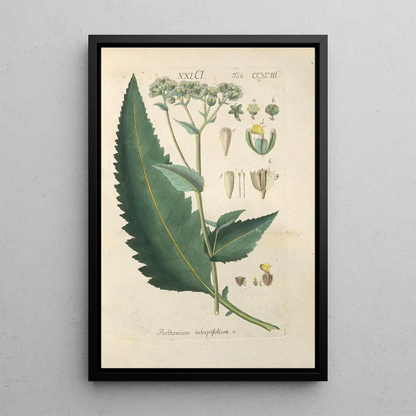 Botanical Manual Painting Pl88 - Christian Schkuhr — framed artwork on a wall