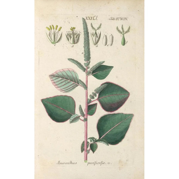 Botanical Manual Painting Pl89 - Christian Schkuhr — framed artwork on a wall