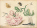 Una rosa y cinco insectos - Christoffel van den Berghe — vista de la obra