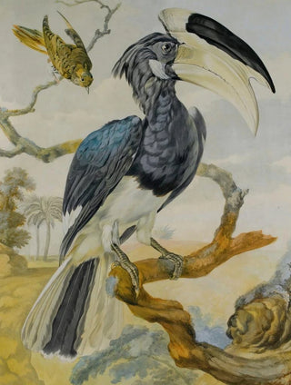 Circle of Aert Schouman - A Hornbill And Another Bird On A Branch.webp