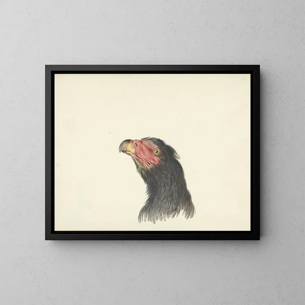 Head of Vulture - Circle of François Levaillant — framed artwork on a wall