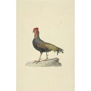 Circle of Franois Levaillant - Sonnerats hoen.webp