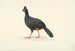 Pájaro corredor negro de pico corto y grueso rojo - Círculo de François Levaillant — vista de la obra