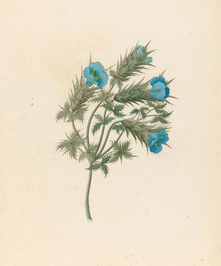 Clemenz Heinrich Wehdemann - Acanthus carduifolia Blepharis sinuata.webp