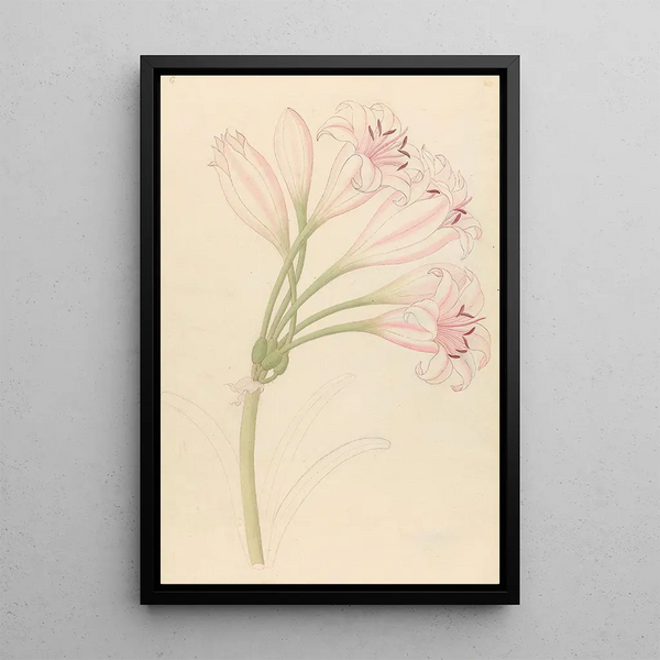 Clemenz Heinrich Wehdemann - Amarillis Crinum lineare.webp