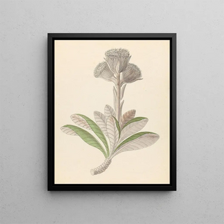 Clemenz Heinrich Wehdemann - Arnica Oldenburgia grandis.webp