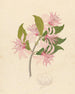 Calodendrum capense - Clemenz Heinrich Wehdemann — vista de la obra
