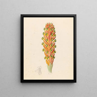 Clemenz Heinrich Wehdemann - Didinamia angiosperma Harveya hyobanchoides.webp