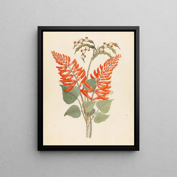 Clemenz Heinrich Wehdemann - Erythrina Nov Specie Erythrina humeana.webp