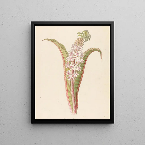 Clemenz Heinrich Wehdemann - Eucomis punctata Eucomis autumnalis.webp