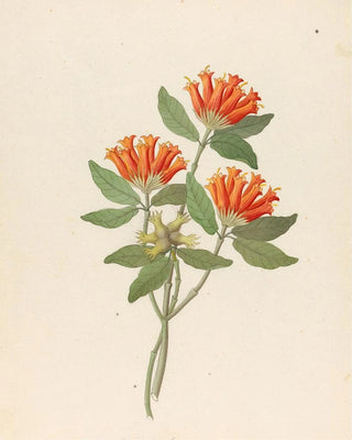 Clemenz Heinrich Wehdemann - Gardenia Nova Sp Burchellia bubalina.webp