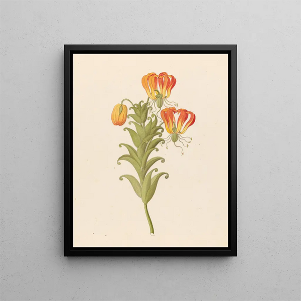 Clemenz Heinrich Wehdemann - Gloriosa Gloriosa superba.webp