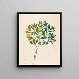 Clemenz Heinrich Wehdemann - Hexand Mono Mimusops obovata.webp