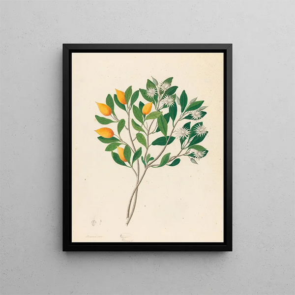 Clemenz Heinrich Wehdemann - Hexand Mono Mimusops obovata.webp
