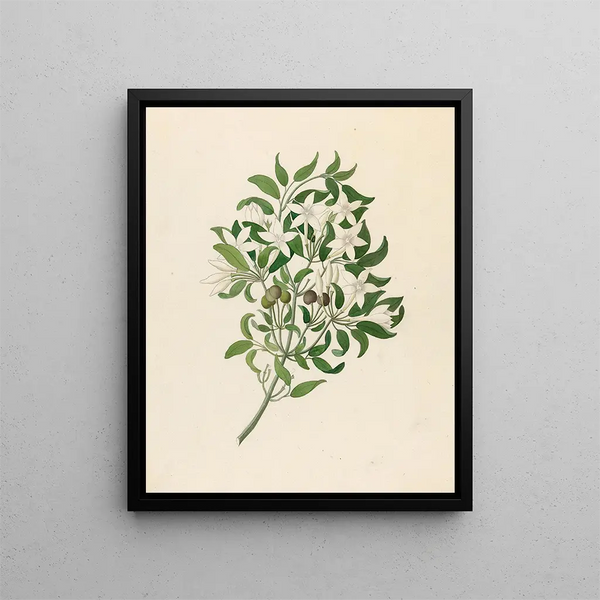 Jasminum angulare - Clemenz Heinrich Wehdemann — framed artwork on a wall