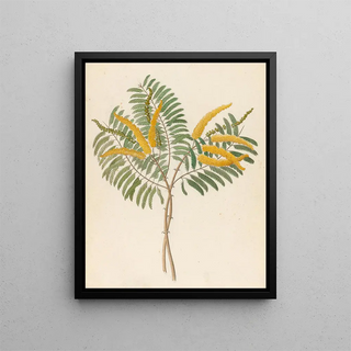 Clemenz Heinrich Wehdemann - Mimosa Acacia caffra.webp