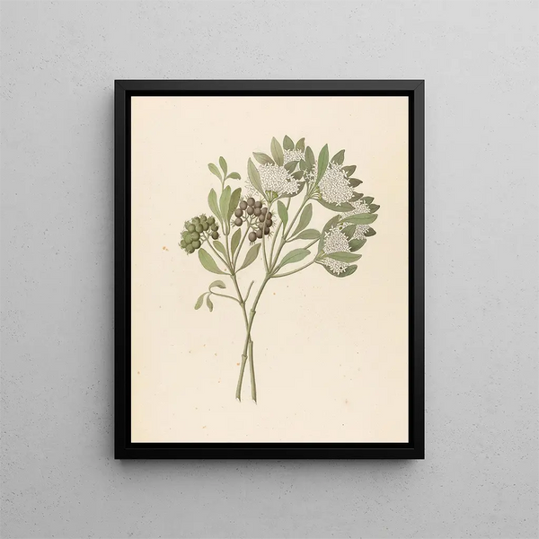 Pavetta kaffra Pavetta lanceolata - Clemenz Heinrich Wehdemann — framed artwork on a wall