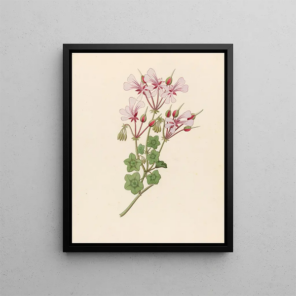 Pélargonium peltatum - Clemenz Heinrich Wehdemann — framed artwork on a wall