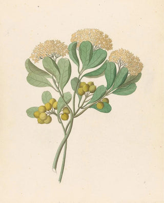 Clemenz Heinrich Wehdemann - Pentandria Mon Pittosporum viridiflorum.webp