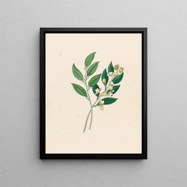 Rhamnus Curtisia denté - Clemenz Heinrich Wehdemann — framed artwork on a wall