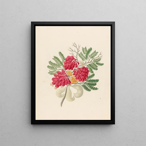 Clemenz Heinrich Wehdemann - Schotia speciosa Schotia afra.webp