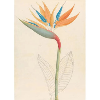 Clemenz Heinrich Wehdemann - Strelitzia Reginae.webp