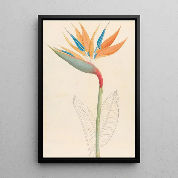 Strelitzia reginae - Clemenz Heinrich Wehdemann — framed artwork on a wall