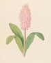 Veltheimia viridifolia Veltheimia bracteata - Clemenz Heinrich Wehdemann — vista de la obra
