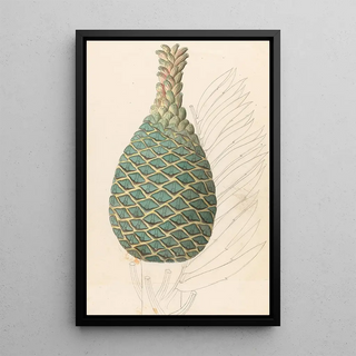 Clemenz Heinrich Wehdemann - Zamia caffra Encephalartos altensteinii female cone.webp