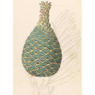 Clemenz Heinrich Wehdemann - Zamia caffra Encephalartos altensteinii female cone.webp