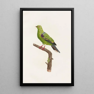 Coenraad Jacob Temminck - Les pigeons Pl09.webp