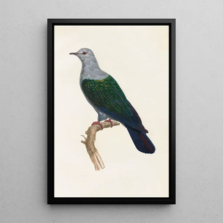 Coenraad Jacob Temminck - Les pigeons Pl15.webp