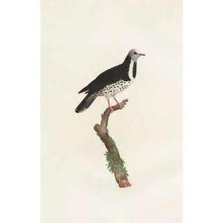 Coenraad Jacob Temminck - Les pigeons Pl17.webp