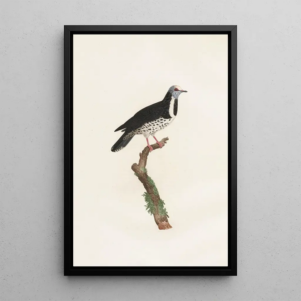 Coenraad Jacob Temminck - Les pigeons Pl17.webp