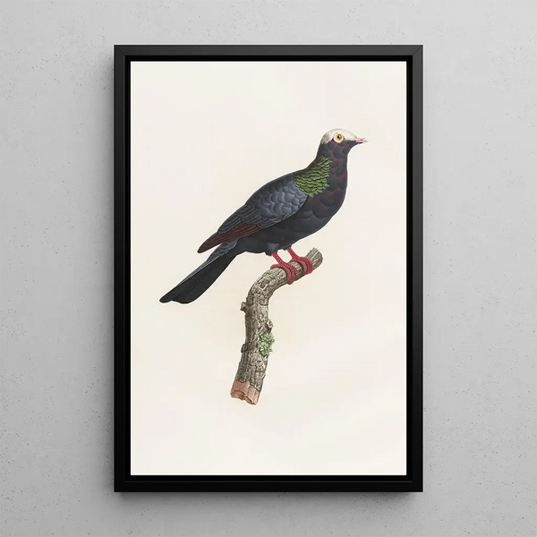 Coenraad Jacob Temminck - Les pigeons Pl24.webp