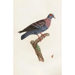 Coenraad Jacob Temminck - Les pigeons Pl27.webp
