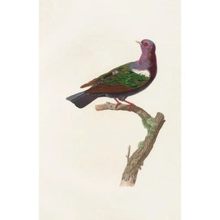 Coenraad Jacob Temminck - Les pigeons Pl38.webp