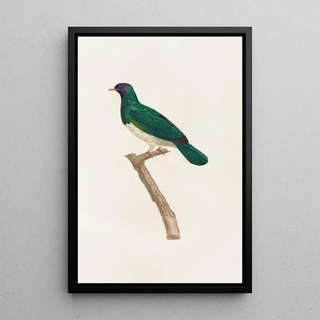 Coenraad Jacob Temminck - Les pigeons Pl40.webp