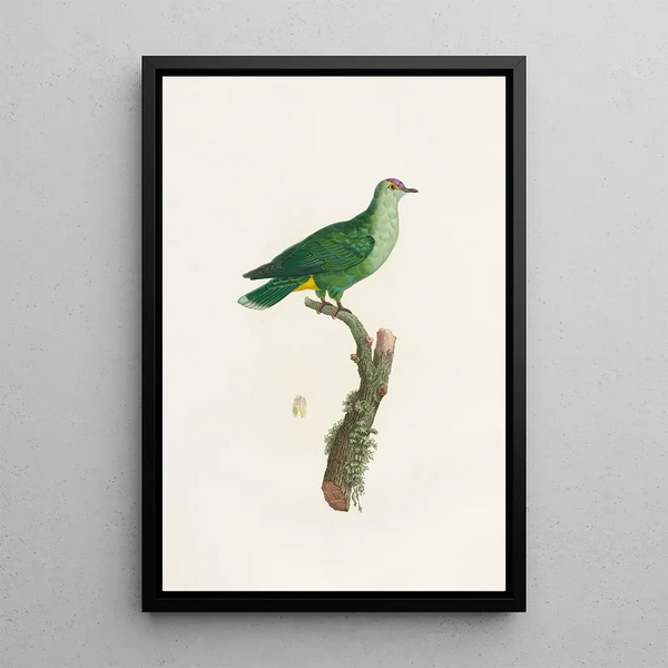 Los palomos Pl46 - Coenraad Jacob Temminck — cuadro enmarcado en la pared