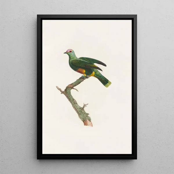 Los palomos Pl47 - Coenraad Jacob Temminck — cuadro enmarcado en la pared