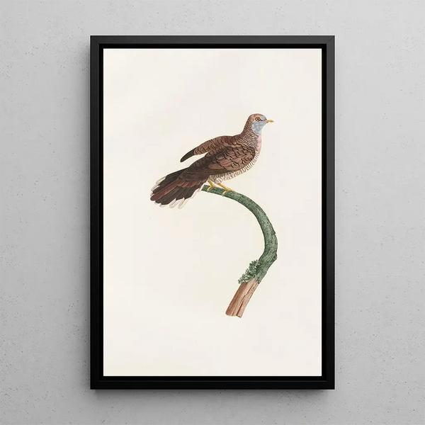 Los palomos Pl59 - Coenraad Jacob Temminck — cuadro enmarcado en la pared