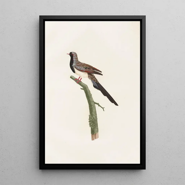 Los palomos Pl66 - Coenraad Jacob Temminck — cuadro enmarcado en la pared