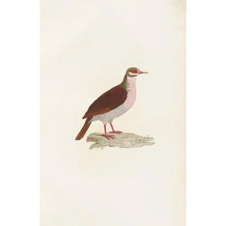 Coenraad Jacob Temminck - Les pigeons Pl75.webp