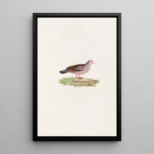 Los palomas Pl87 - Coenraad Jacob Temminck — cuadro enmarcado en la pared