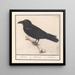 Cuervo Corvus corax - Anselmus Botius de Boodt — cuadro enmarcado en la pared