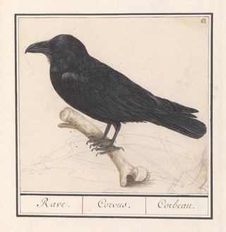 Corbeau Corvus corax - Anselmus Botius de Boodt