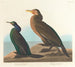 Cormorán verde violeta - John James Audubon — vista de la obra