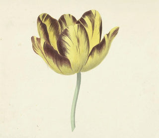 Cornelis van Noorde - Tulp genaamd Bizard Le Febure No 1.webp