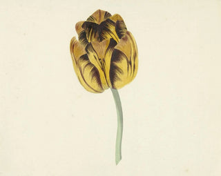 Cornelis van Noorde - Tulp genaamd Bizard Leodie.webp